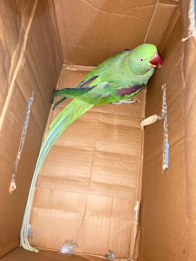raw parrot female