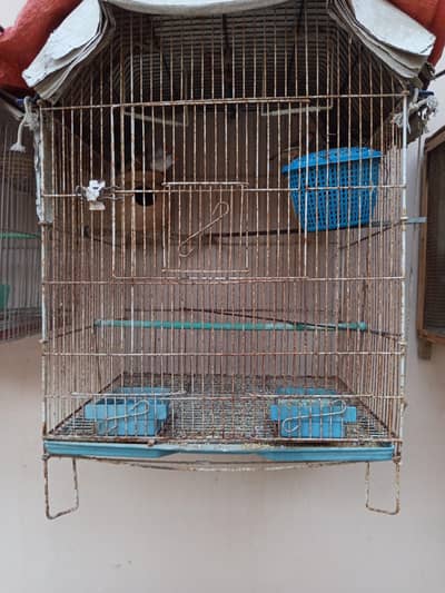 finch