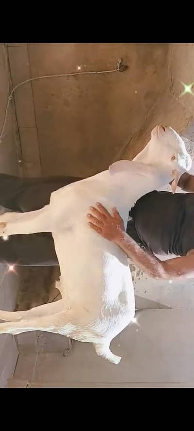 Kapla 2 daant khassi 60kg live weight