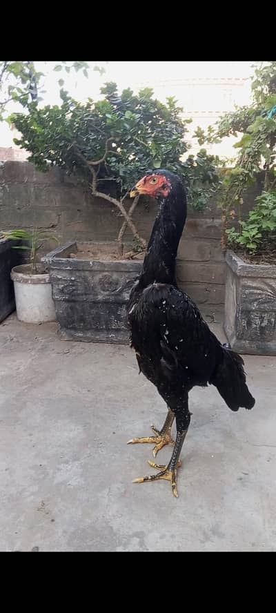 Black oh shamo pathy pathiya