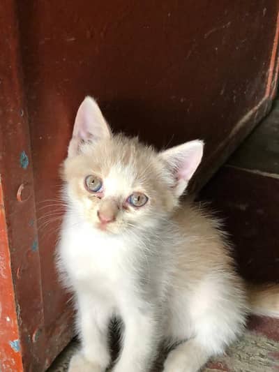 Pure Persian Female Kittens Single or Bundle Deal