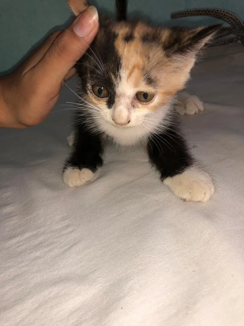 Pure Persian Female Kittens Single or Bundle Deal — photo 2