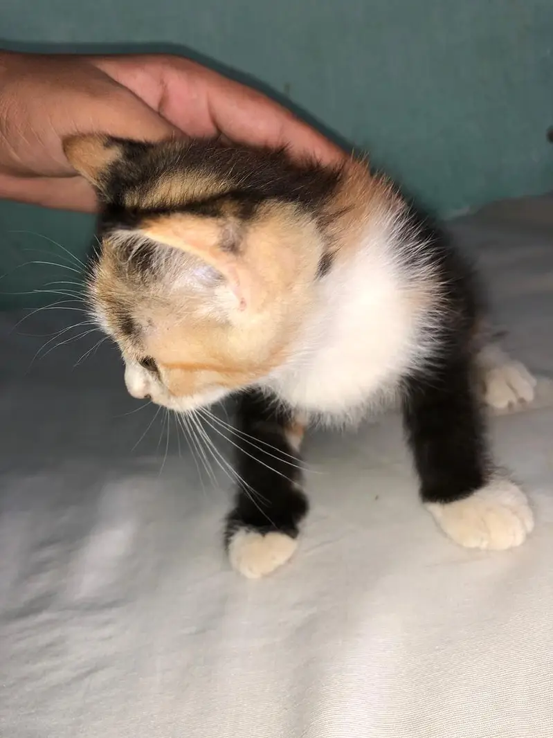 Pure Persian Female Kittens Single or Bundle Deal — photo 3