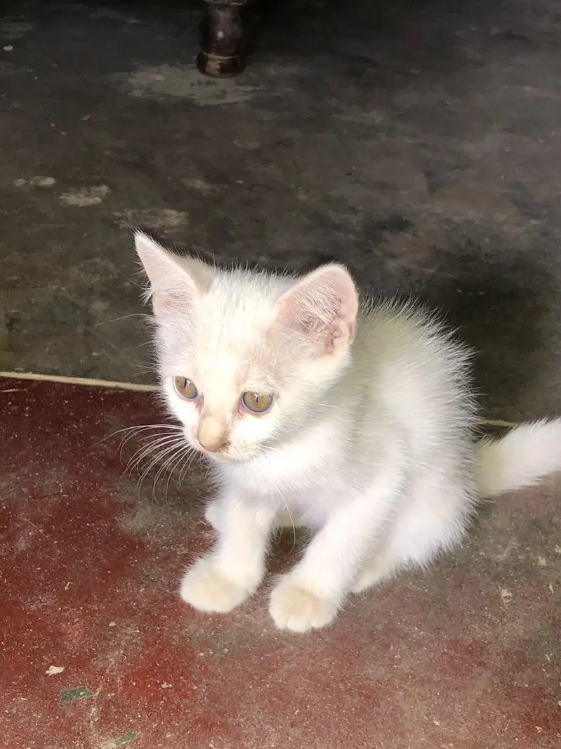 Pure Persian Female Kittens Single or Bundle Deal — photo 4