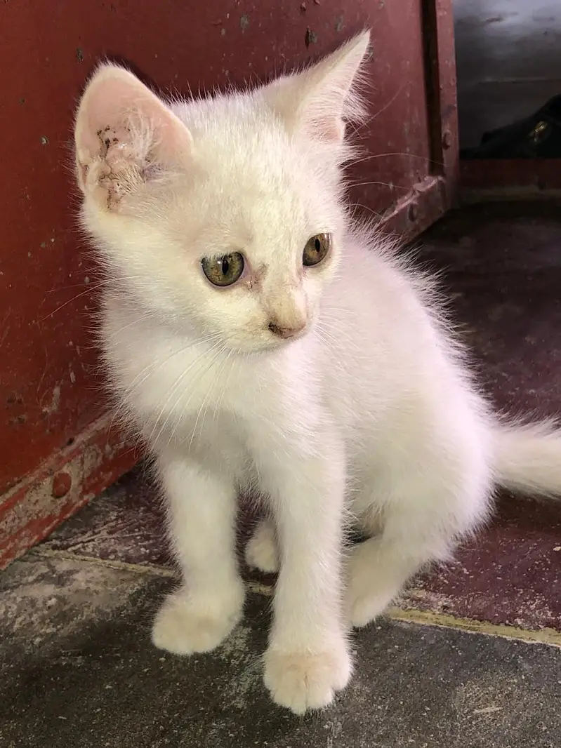 Pure Persian Female Kittens Single or Bundle Deal — photo 5
