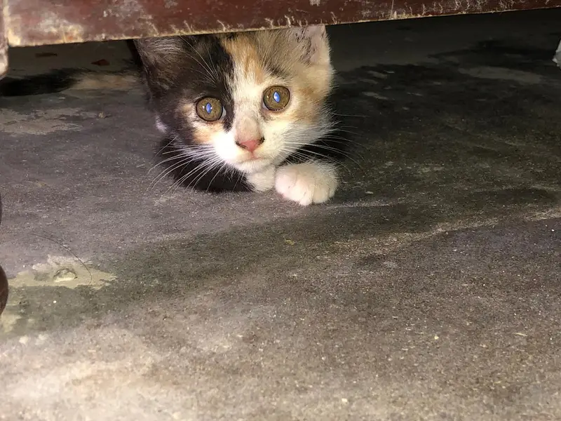 Pure Persian Female Kittens Single or Bundle Deal — photo 6