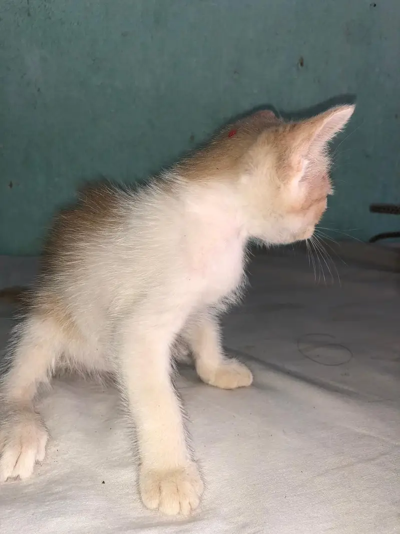Pure Persian Female Kittens Single or Bundle Deal — photo 7