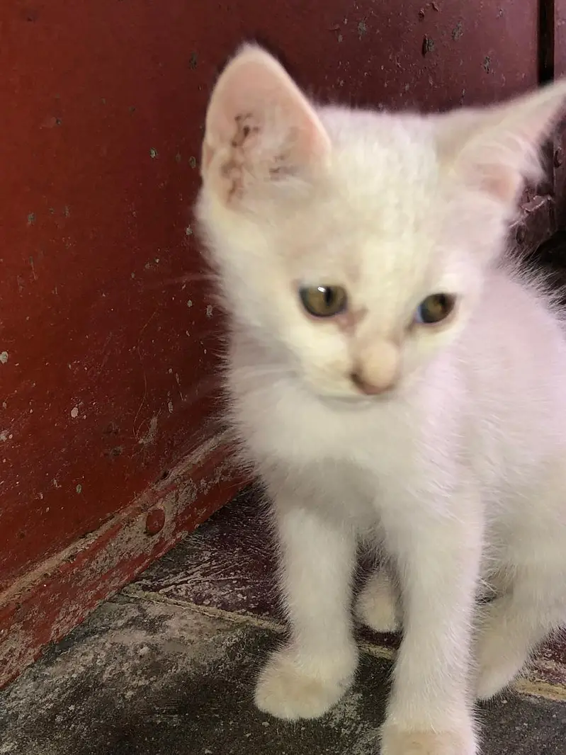 Pure Persian Female Kittens Single or Bundle Deal — photo 8