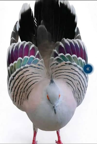 2 males Crusted Dove
