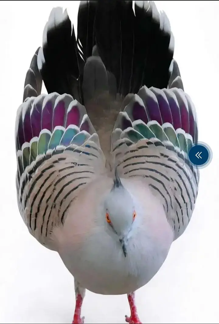 2 males Crusted Dove