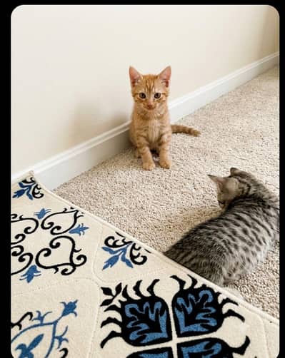 cute baby kitten pair
