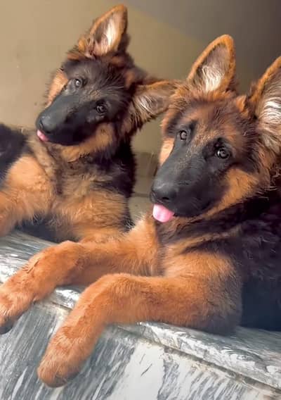 German shepherd puppies for sale healthy