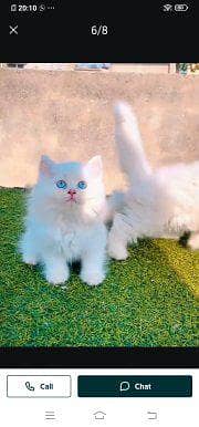 Persian cat for sale male or female my WhatsApp number034/27/95/07/34
