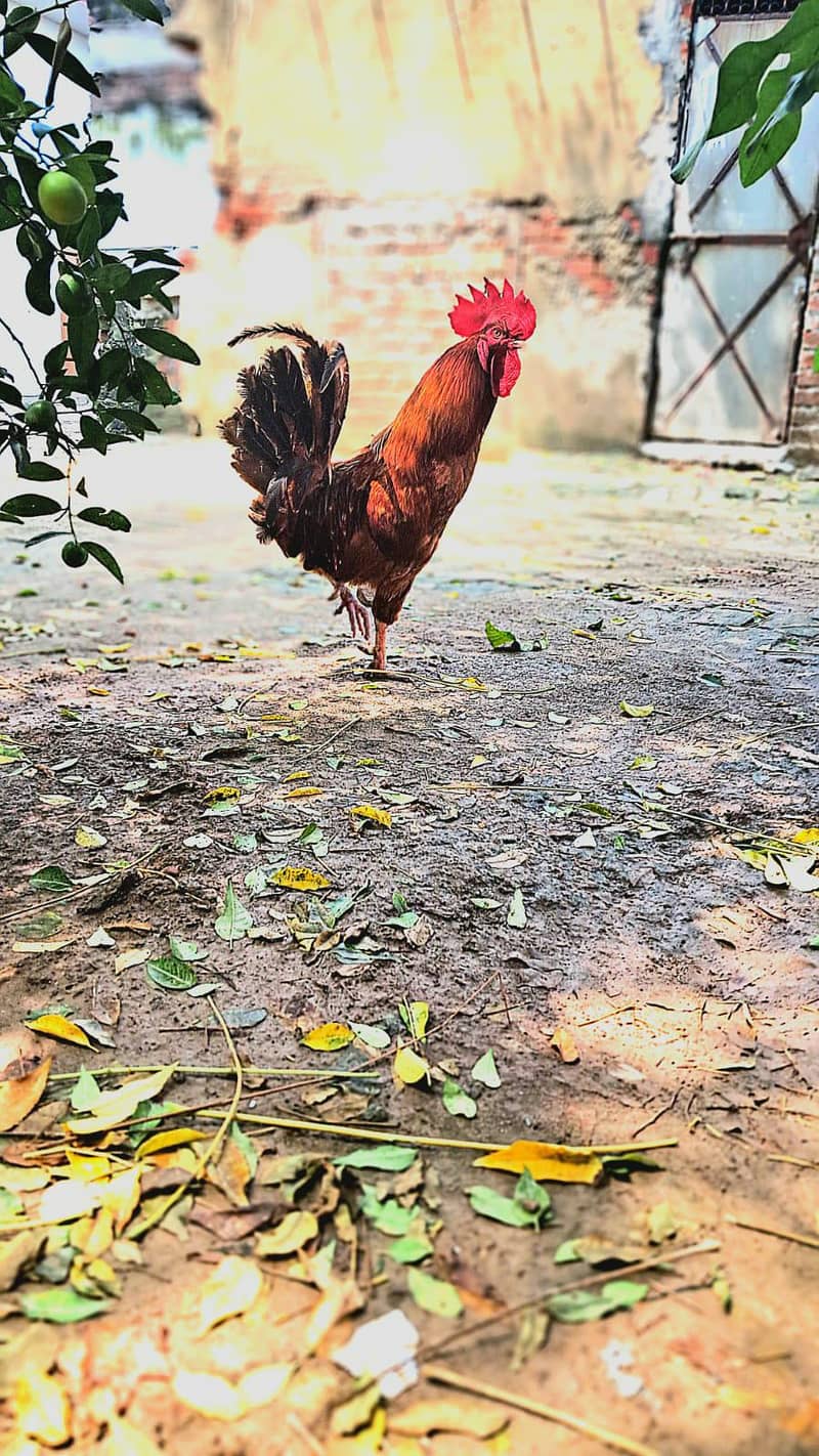desi murgha 3