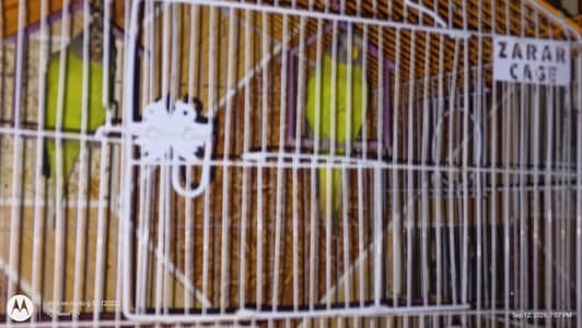 plum headed and gray headed parrot