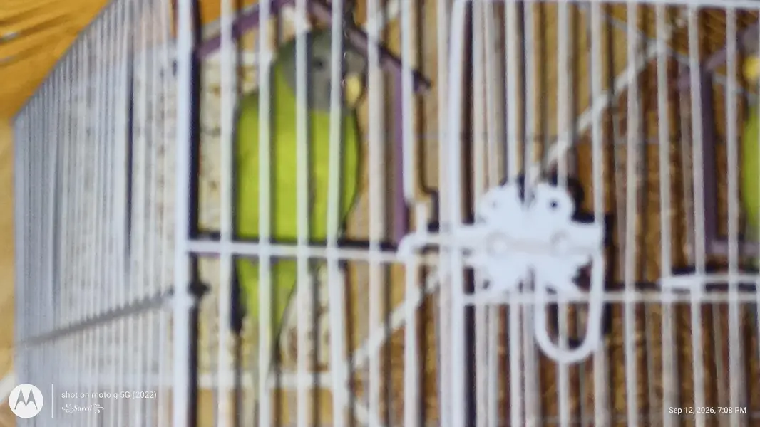 plum headed and gray headed parrot — photo 2