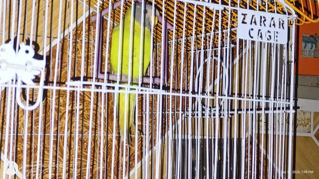 plum headed and gray headed parrot — photo 3