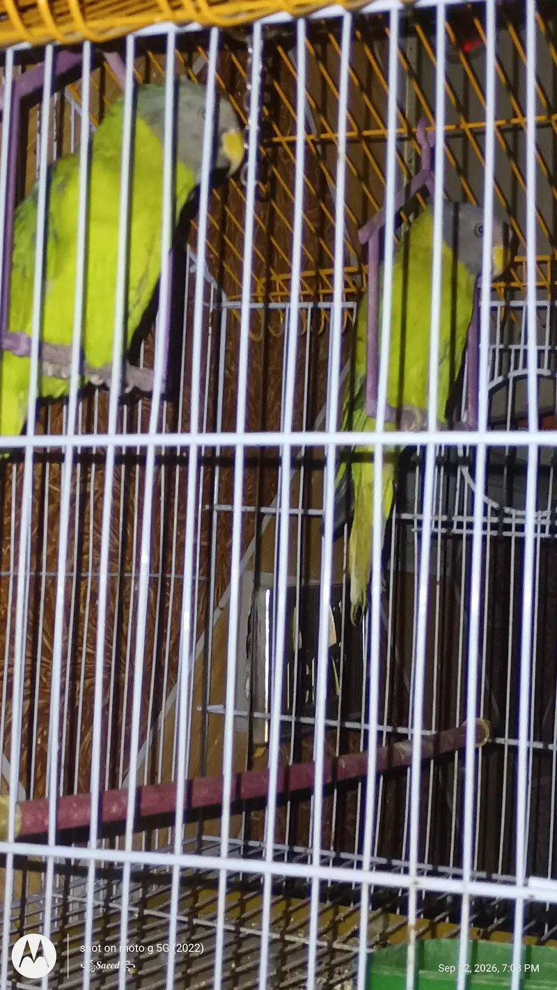 plum headed and gray headed parrot — photo 4