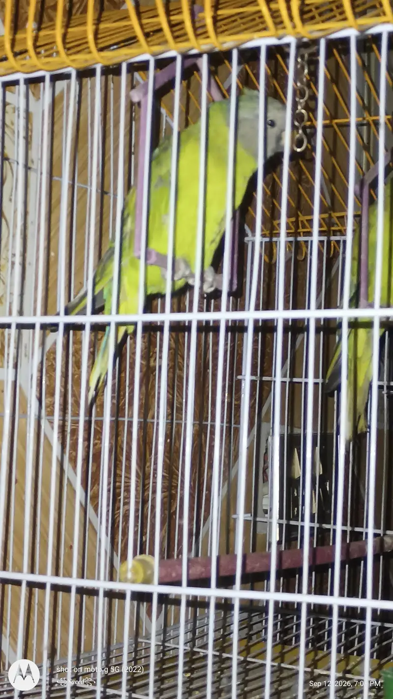 plum headed and gray headed parrot — photo 5