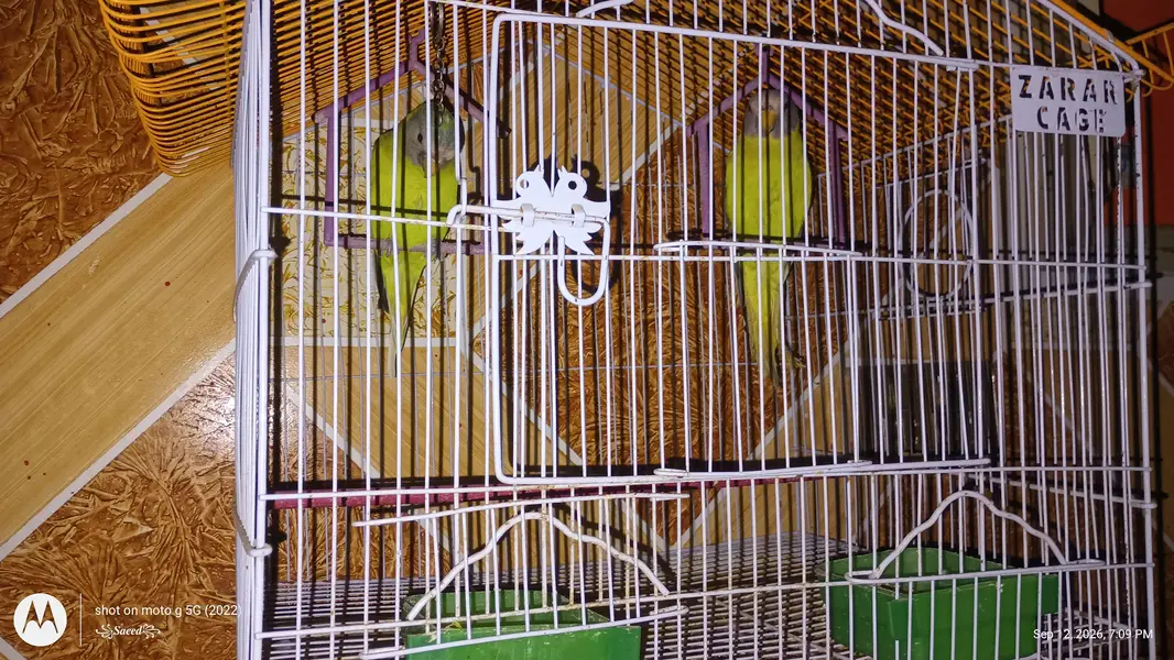 plum headed and gray headed parrot — photo 6