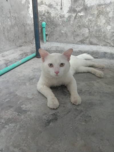 White Cat