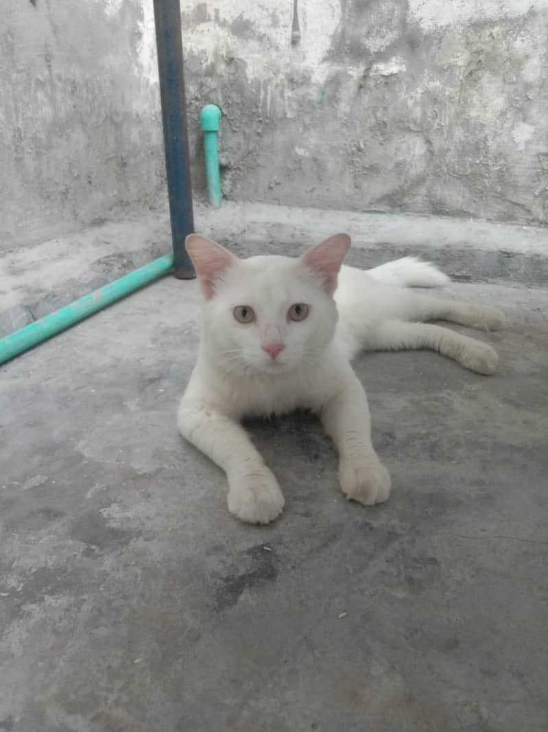 White Cat 0