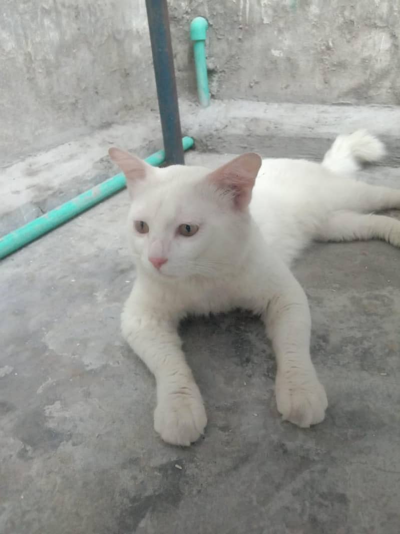 White Cat 1
