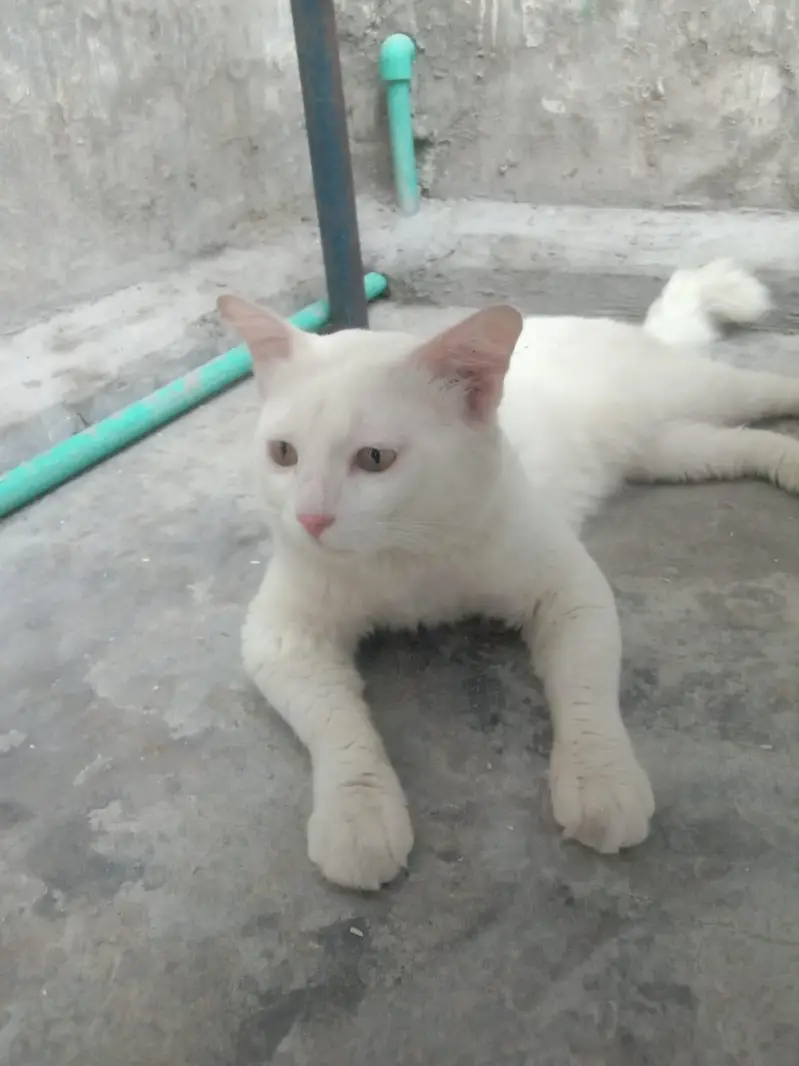 White Cat — photo 2