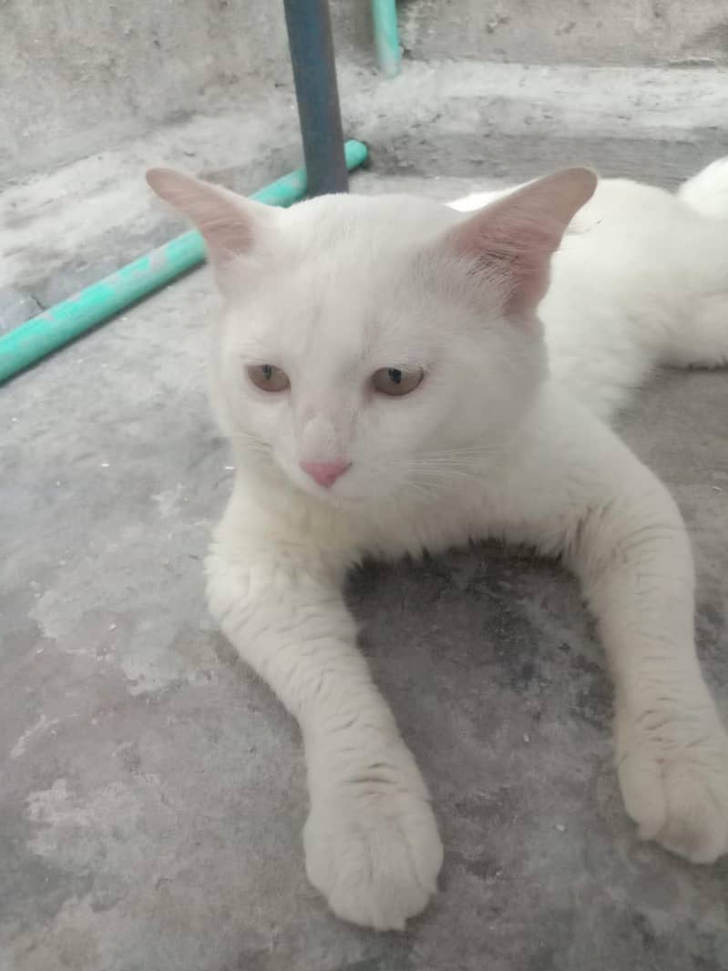 White Cat 2
