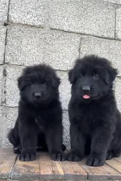 German Shepherd heavy bone pair for sale