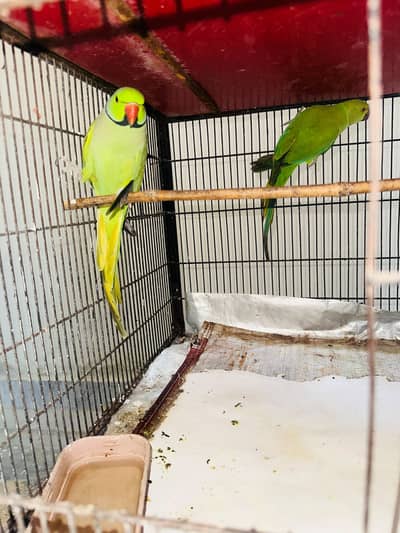 100% Breeder pairs For Sale 5 Chicks ki avg wale