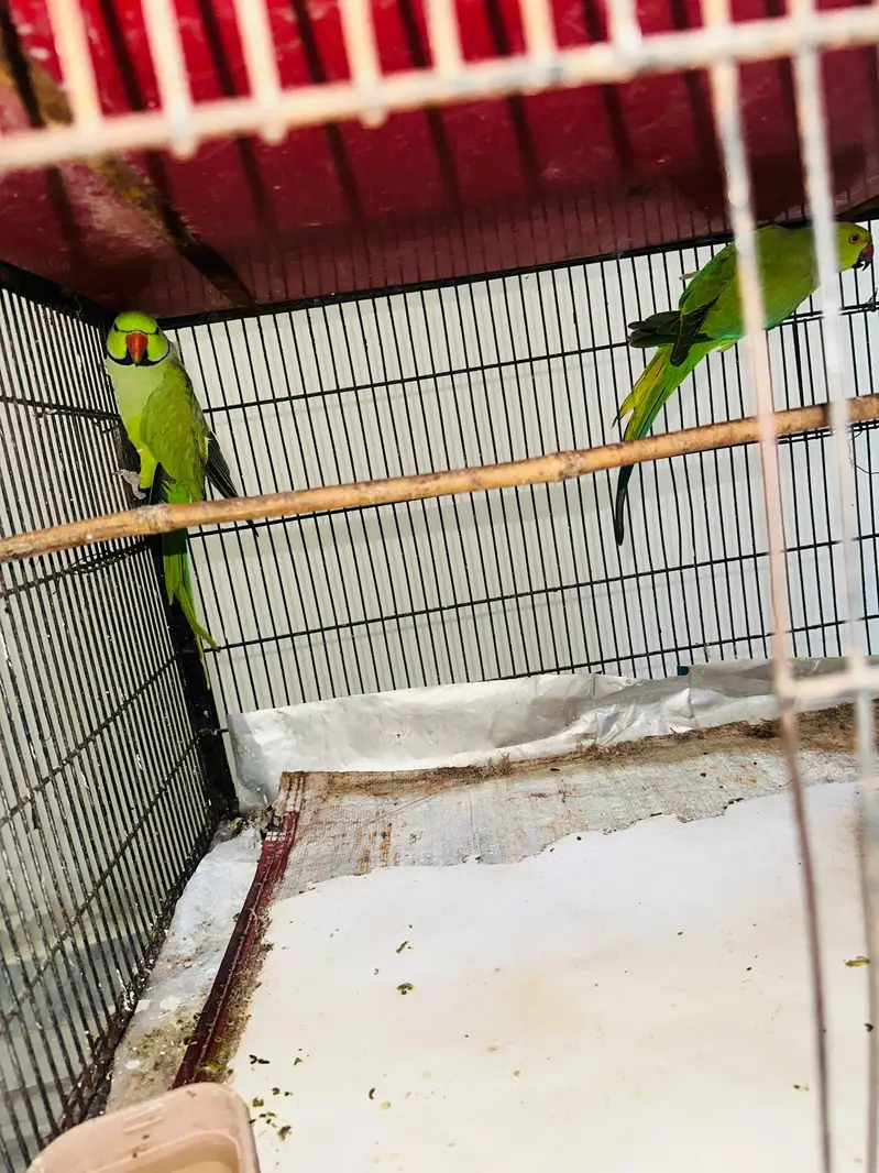 100% Breeder pairs For Sale 5 Chicks ki avg wale — photo 2