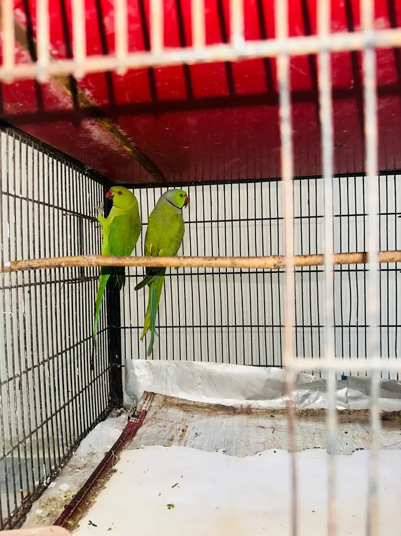 100% Breeder pairs For Sale 5 Chicks ki avg wale — photo 3