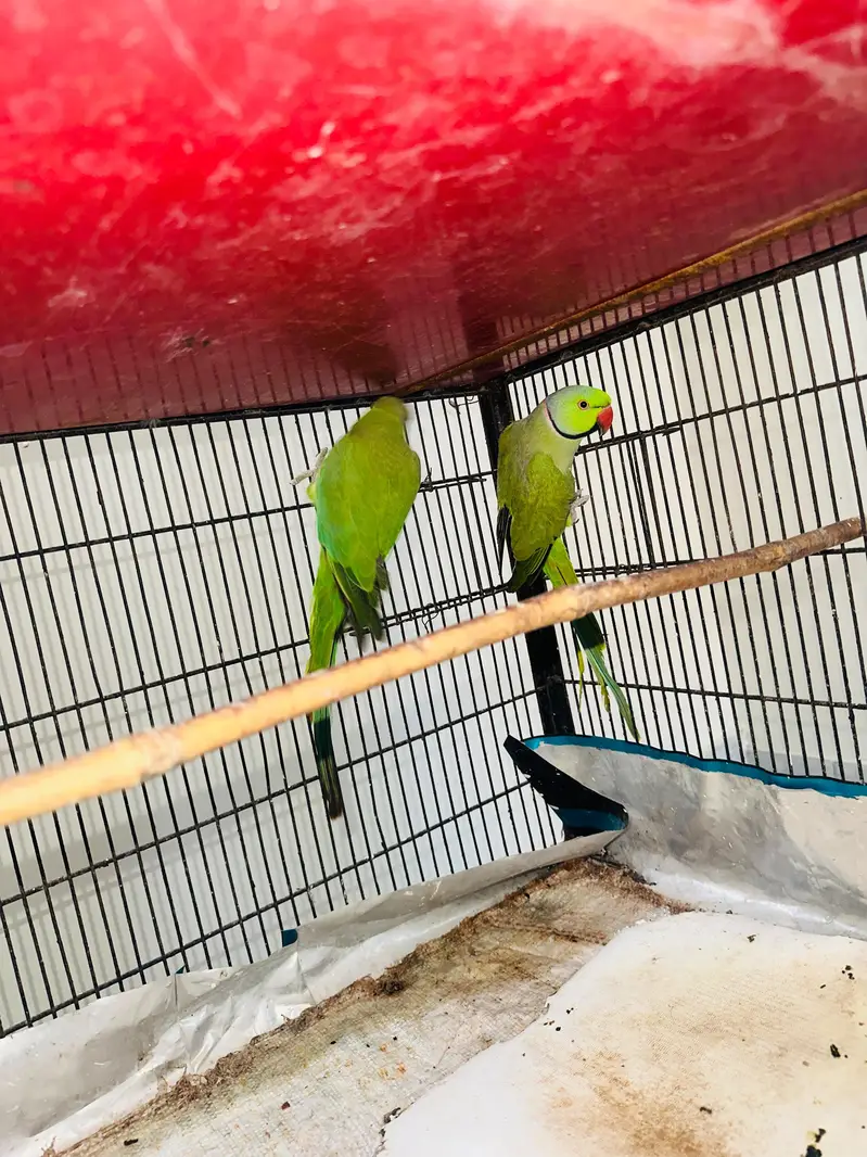 100% Breeder pairs For Sale 5 Chicks ki avg wale — photo 4