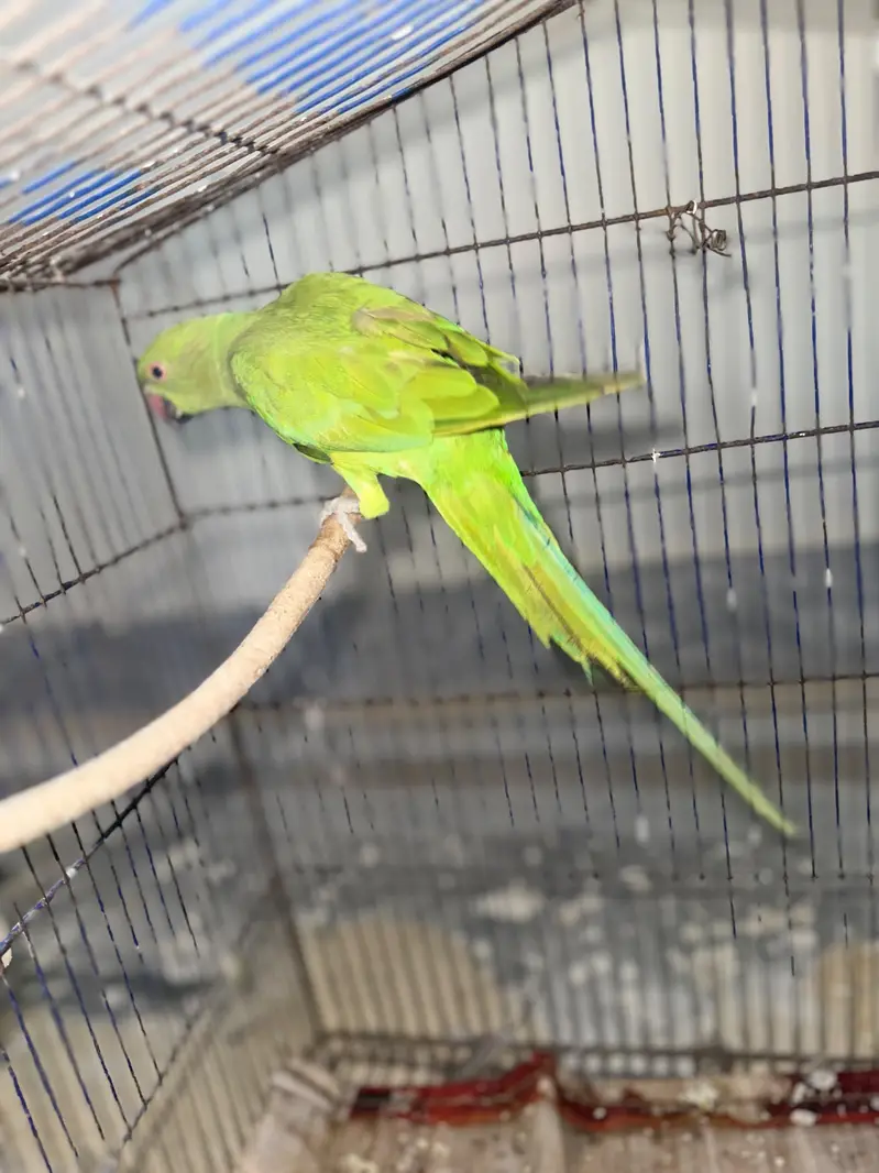 100% Breeder pairs For Sale 5 Chicks ki avg wale — photo 5