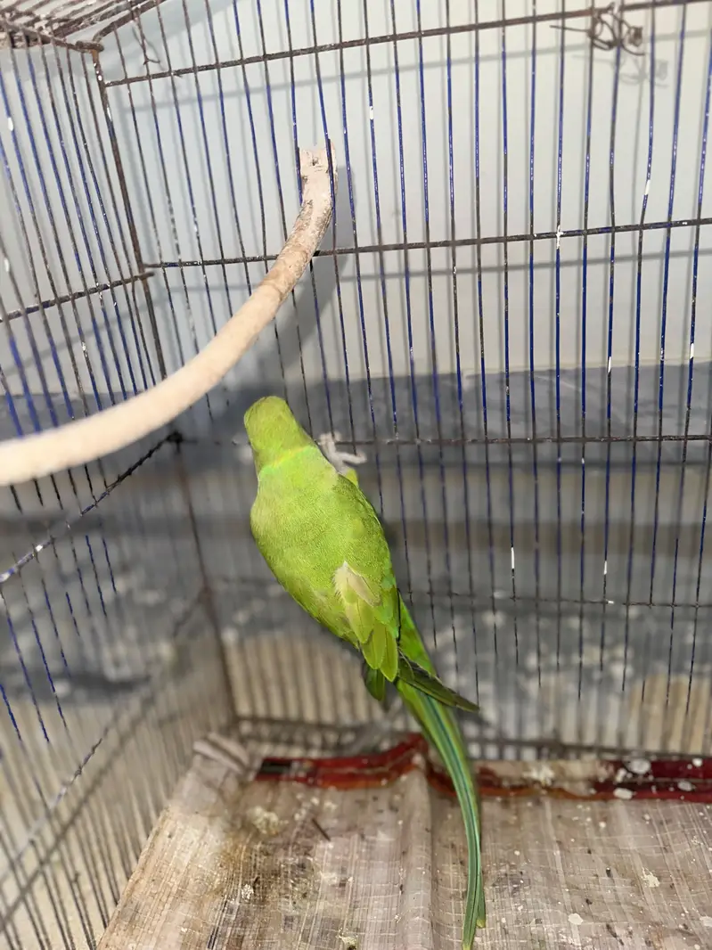 100% Breeder pairs For Sale 5 Chicks ki avg wale — photo 6