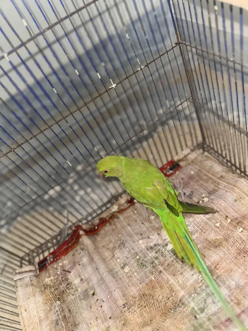100% Breeder pairs For Sale 5 Chicks ki avg wale — photo 7
