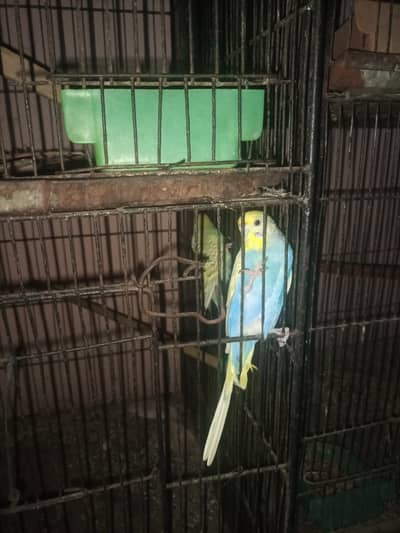 Birds with cage