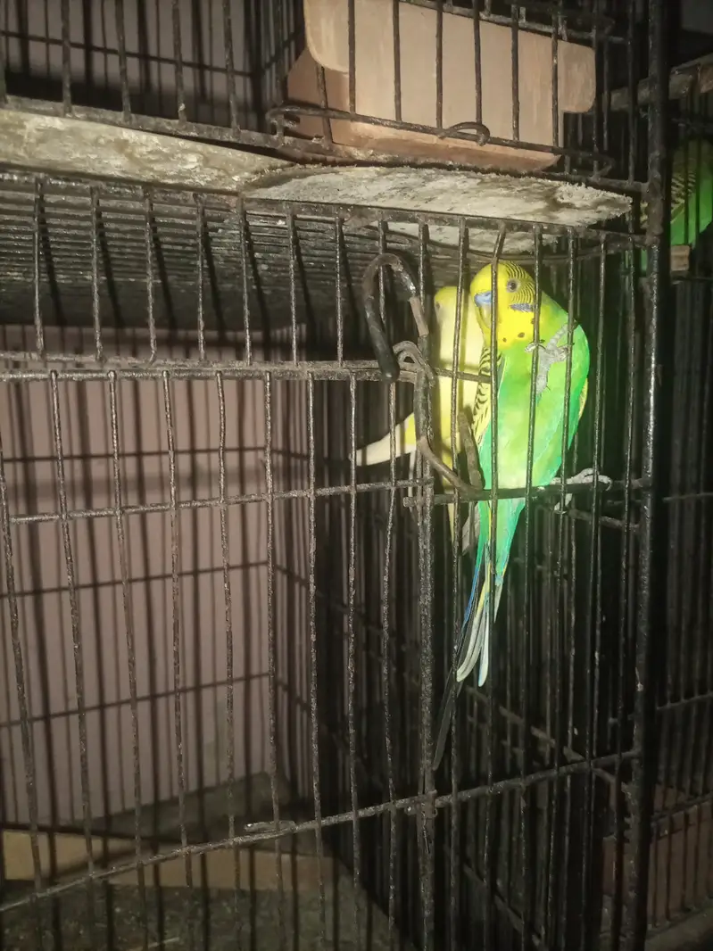 Birds with cage — photo 2