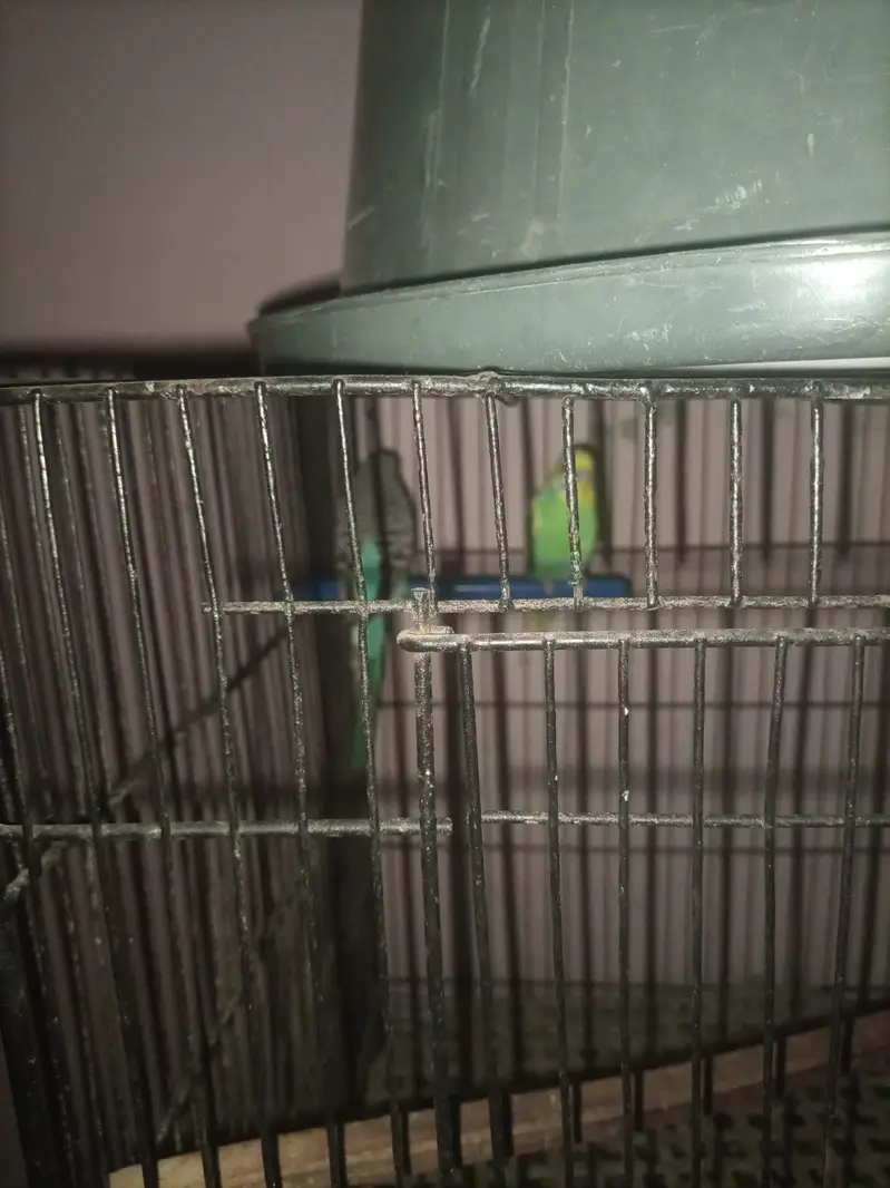 Birds with cage — photo 3