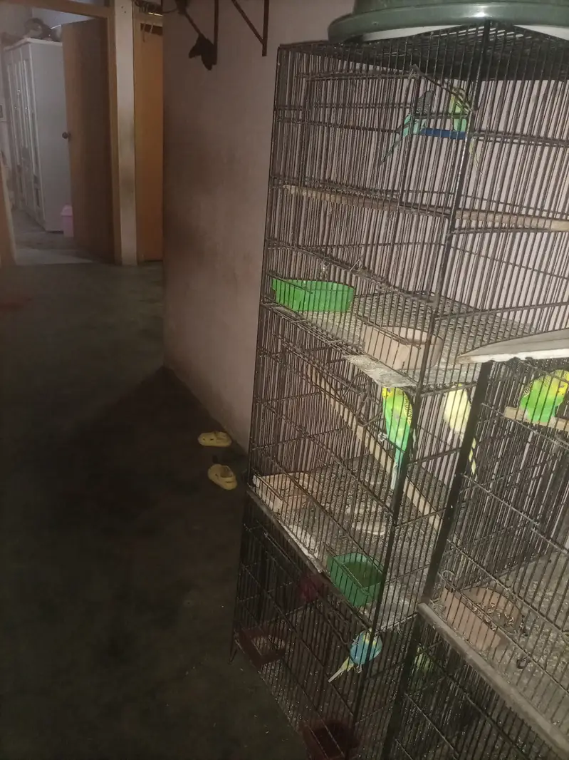 Birds with cage — photo 4