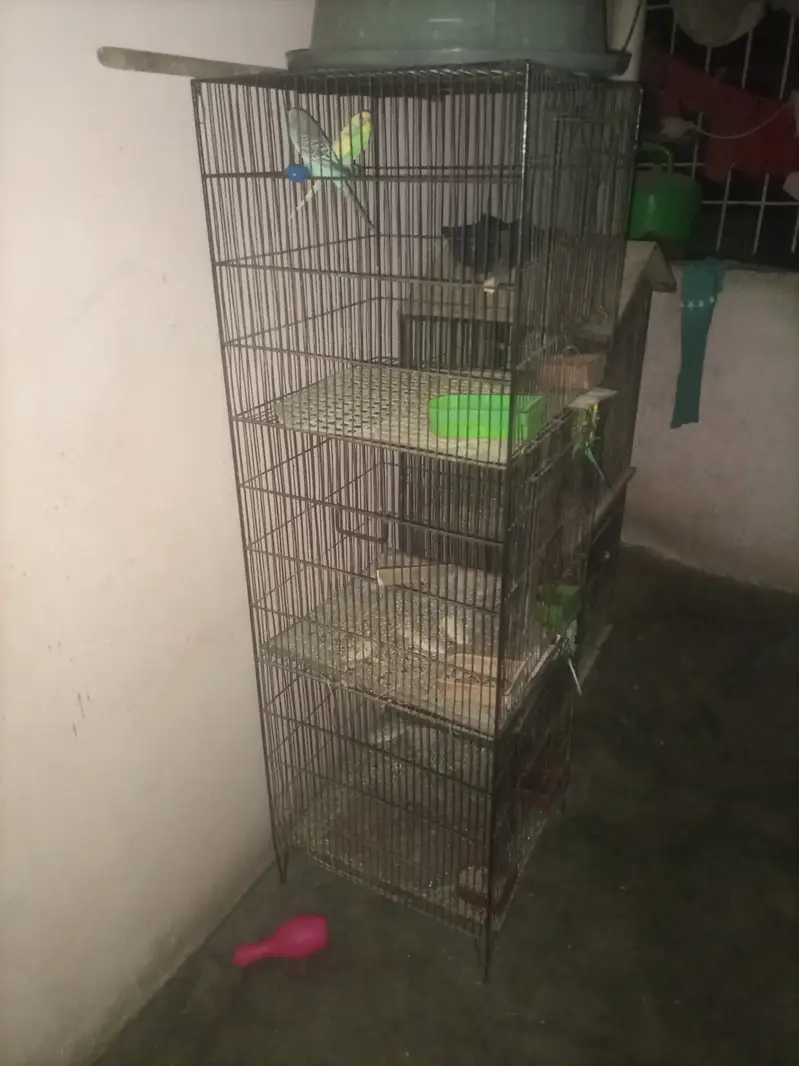 Birds with cage — photo 5