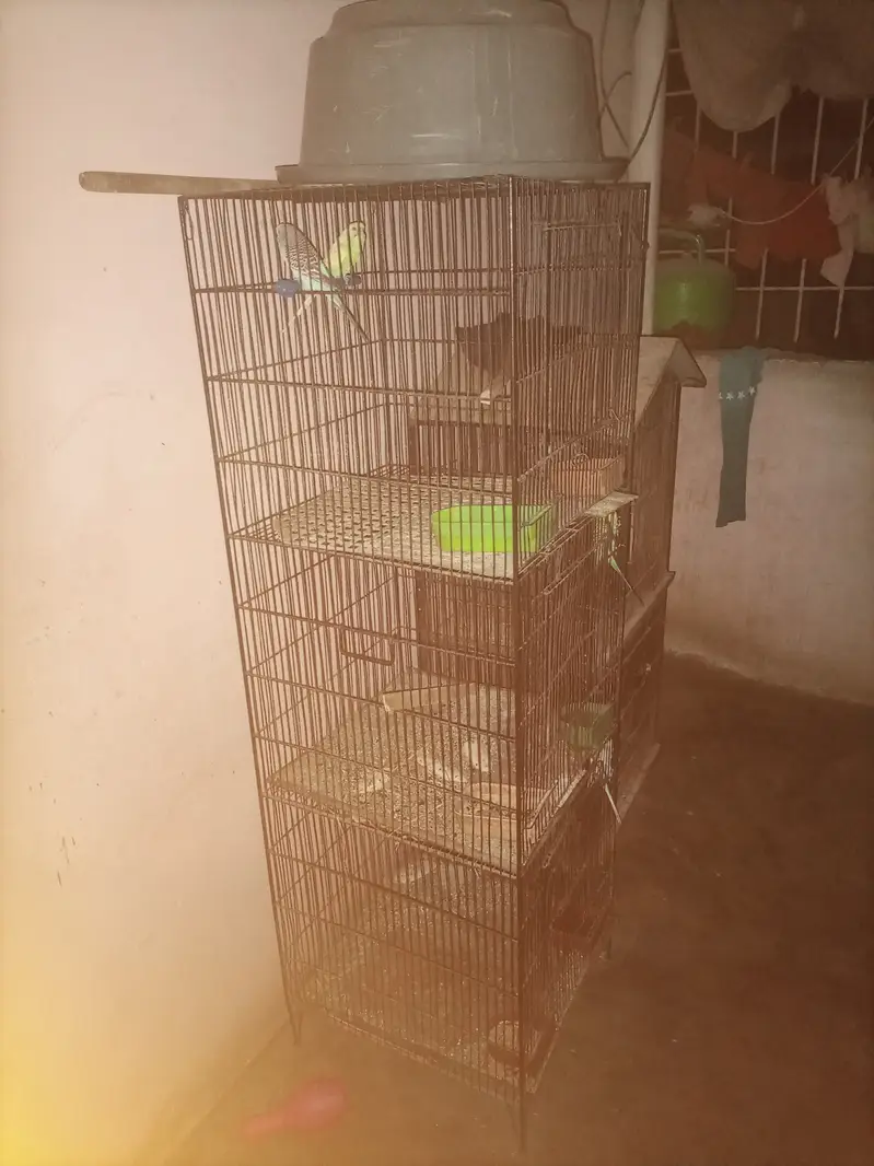 Birds with cage — photo 6
