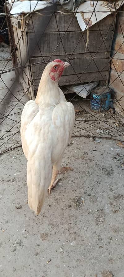 top quilty paper wite hera madi long tail full zar dum final 7500