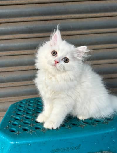 2 baby available