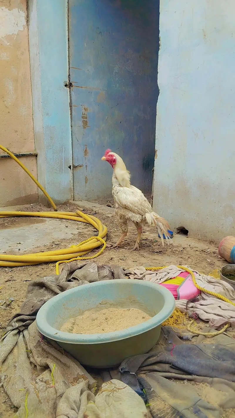 Aseel Mianwali wali pair — photo 2