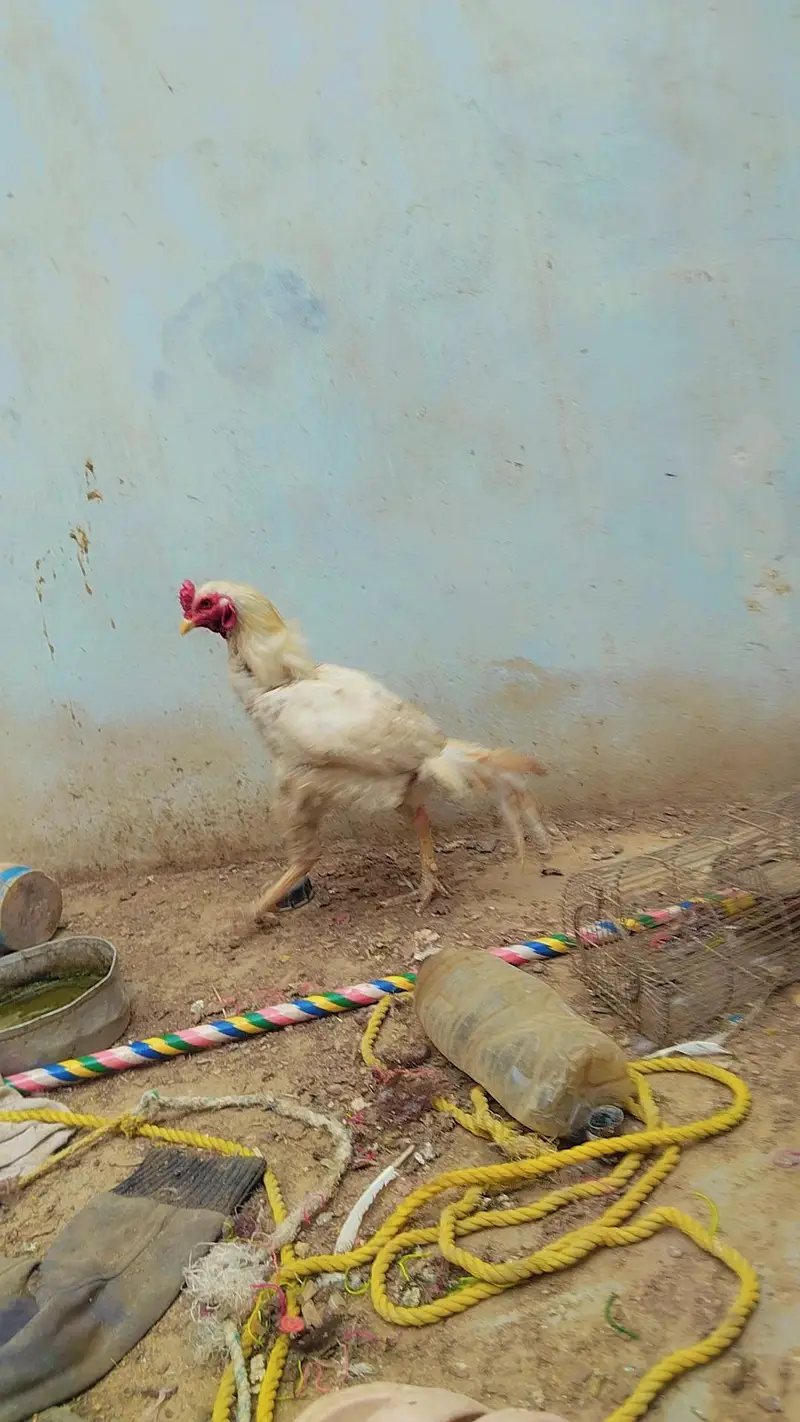 Aseel Mianwali wali pair — photo 3