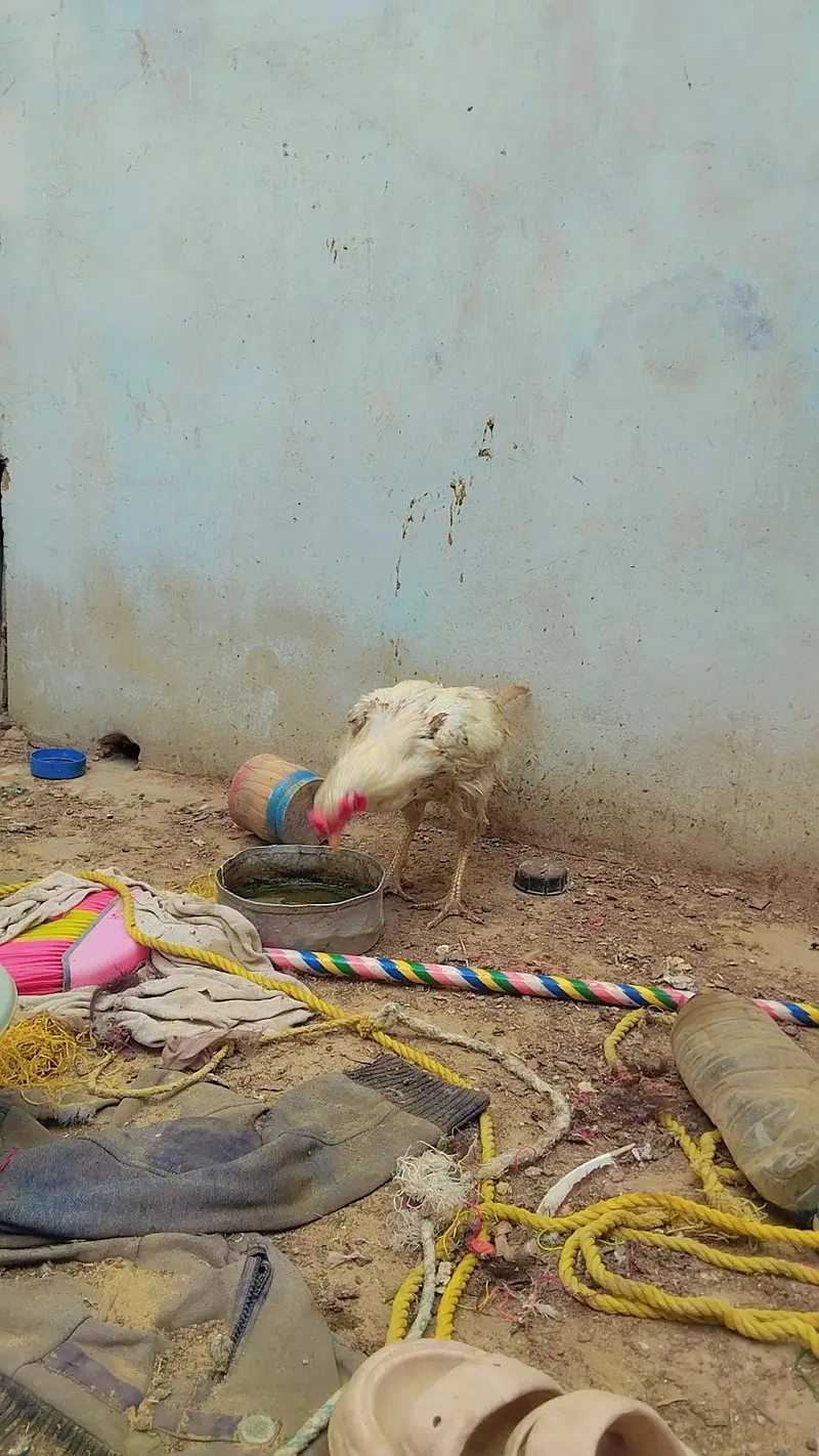 Aseel Mianwali wali pair — photo 4
