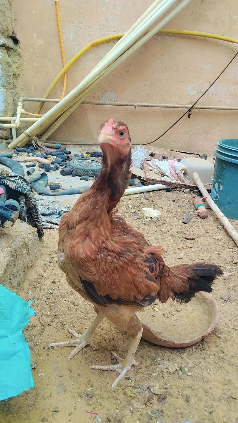 Aseel Mianwali wali pair — photo 6