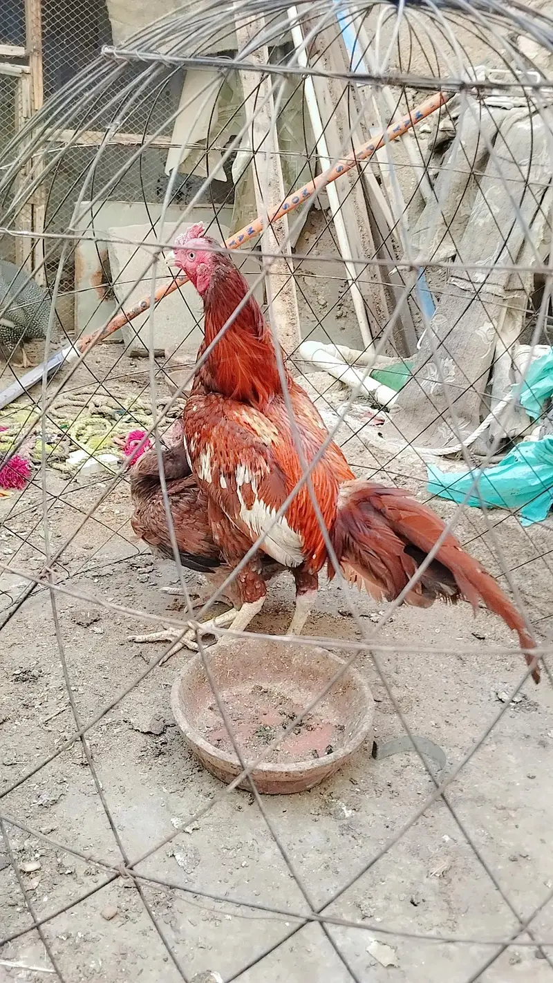 Aseel Mianwali wali pair — photo 7